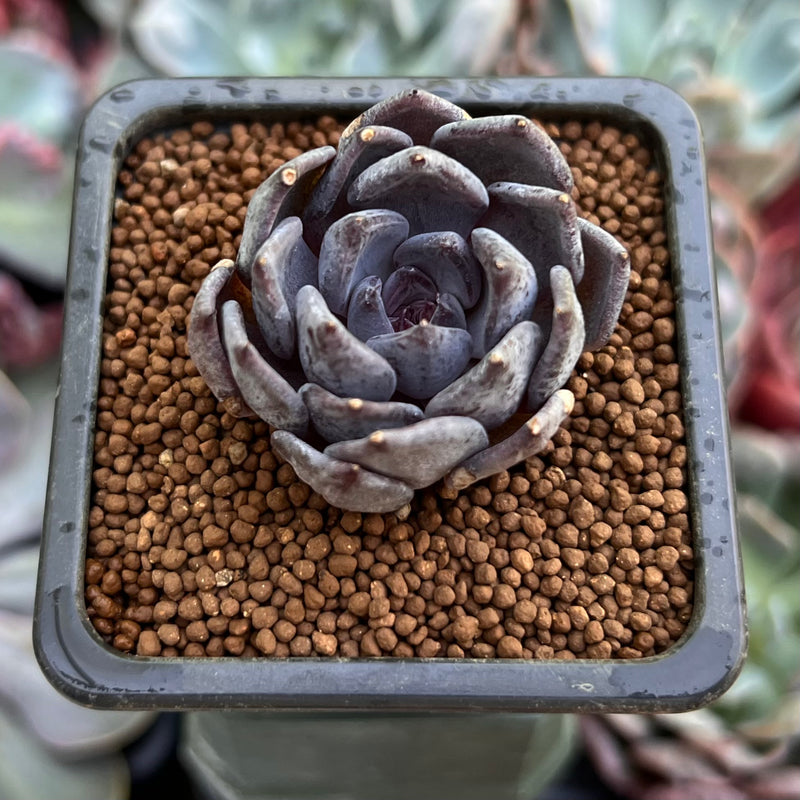 succulent black pot Echeveria 'Black Pearl' 2" New Hybrid Succulent Plant – True Succulents  Plant Co