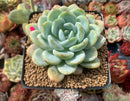 Echeveria 'Chloe' 3"-4" Powdery Succulent Plant