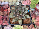 Echeveria 'Purpusorum' White Form 2" Succulent Plant