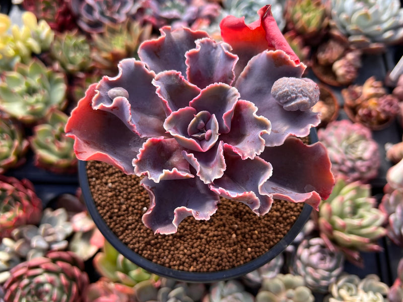 Echeveria 'Osmanthus' 3