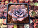 Echeveria 'Missing You' 2" Succulent Plant