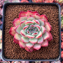 Echeveria 'Coroky' 2"-3" Succulent Plant