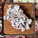 Echeveria 'Crispate Beauty' 2" Triple Headed Cluster Succulent Plant