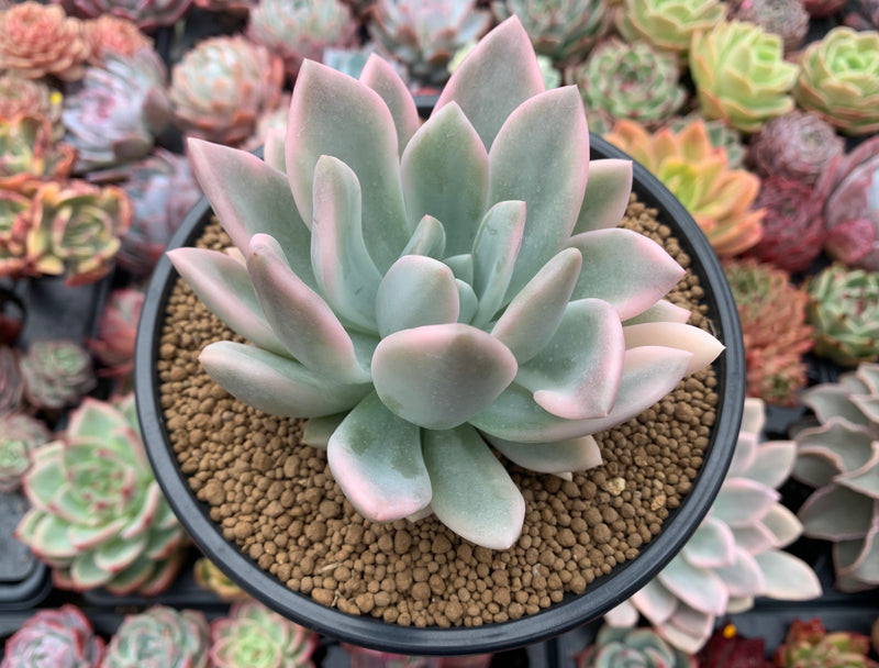 graptoveria opalina succulent Graptoveria 'Opalina' Variegated 4" Succulent Plant