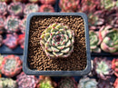 Echeveria Agavoides 'Sarabony' 1" (Seed Grown) Succulent Plant