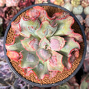 Echeveria 'Blue Spur' 3" Succulent Plant