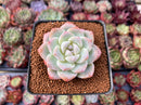 Echeveria 'Icy Green' 2"-3" Succulent Plant