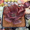 Echeveria 'Hanaikada' Non-Variegated 2"-3" Succulent Plant