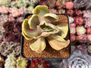 Echeveria 'Gigantea' Variegated 3" Succulent Plant