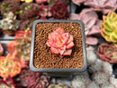 Echeveria 'Tesla' 1" Succulent Plant