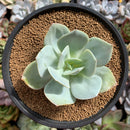 Echeveria 'Hakuhou' non-variegated 3" Succulent Plant