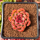 Echeveria Agavoides 'Arcane' 1" Succulent Plant