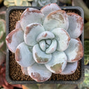Echeveria 'Ivory' Selected Clone 2"-3" Succulent Plant