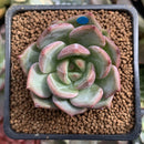 Echeveria 'Champaign' 1" Succulent Plant