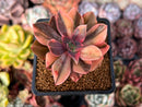 Echeveria 'Hanaikada' Variegated 2" Succulent Plant