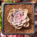 Echeveria 'Pastel Leon' 1"-2" Succulent Plant