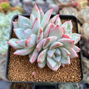 Echeveria 'Blue Bird' Hybrid Cluster 3" Succulent Plant