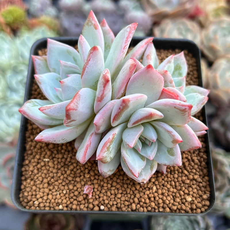 blue bird succulent Echeveria 'Blue Bird' Hybrid Cluster 3" Succulent Plant – True Succulents  Plant Co