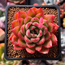 Echeveria Agavoides 'Happy' 2" Succulent Plant