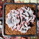 Echeveria 'Crispate Beauty' 2" Triple Headed Cluster Succulent Plant