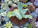 Echeveria 'Beserk' Variegated 3" Succulent Plant