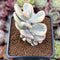 Cotyledon Orbiculata cv. 'Fuku Musume' Variegated 2" Succulent Plant