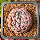 Echeveria 'Primera' 1" Succulent Plant