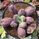 Echeveria 'Linguas' 3" Succulent Plant
