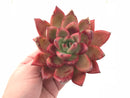 Echeveria Agavoides Redmond Hybrid 5” Specimen Rare Succulent Plant
