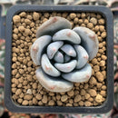 Echeveria 'Ivory' 1" Succulent Plant