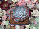 Echeveria 'Milk Rose' 2" Succulent Plant