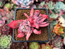 Echeveria 'Trumpet Pinky' 1" Cluster Succulent Plant