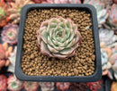Echeveria 'Margaret' Variegated 1" Succulent Plant
