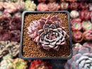 Echeveria 'Purple Lydia' 2" Cluster Succulent Plant