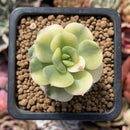 Echeveria 'Nicksana' Variegated 1" Cutting Succulent Plant