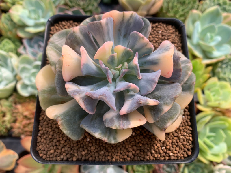 frosted claw succulent Echeveria 'Cubic Frost' Variegated 4" Large Succulent Plant – True Succulents Plant Co
