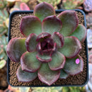 Echeveria 'Sujeong' 3" Seed Grown Succulent Plant
