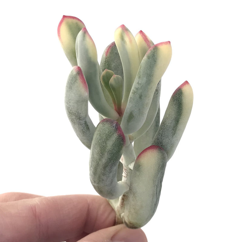 succulent plants long thin leaves Cotyledon 'Orbiculata' Variegated Thin Leaf 2"-3" Succulent Plant – True Succulents Plant Co