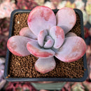 Graptoveria 'Raon' 2" Succulent Plant
