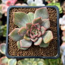 Echeveria 'Miella' Variegated 2" Succulent Plant