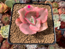 Echeveria 'Suyeon Frill' Variegated 2"-3" Succulent Plant