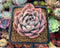 Echeveria 'Raspberry Ice' 3" Succulent Plant