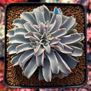 Echeveria 'Fantastic Fountain' 3" Succulent Plant