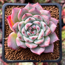 Echeveria 'Chihuahuaensis' 2" Succulent Plant