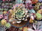 Echeveria 'Mexican Giant' Cluster 4" Succulent Plant