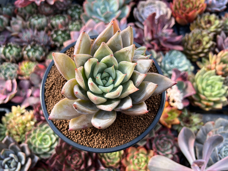 Echeveria 'Mexican Giant' Cluster 4" Succulent Plant