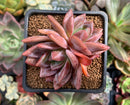 Echeveria Agavoides 'Baekya' 2" Succulent Plant
