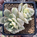 Echeveria 'Nicksana' Variegated 2" Cutting Succulent Plant