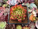 Echeveria Agavoides 'Angela Star' 2" Succulent Plant