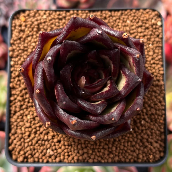 Echeveria Agavoides 'Ebony' Superclone 2"-3" Succulent Plant